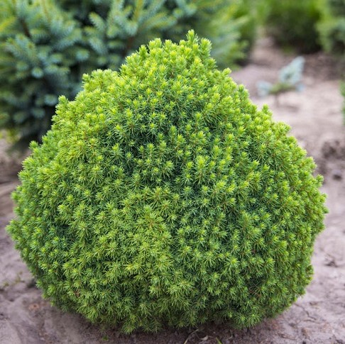 Ель канадская "Альберта Глоб" (Picea glauca "Alberta Globe")