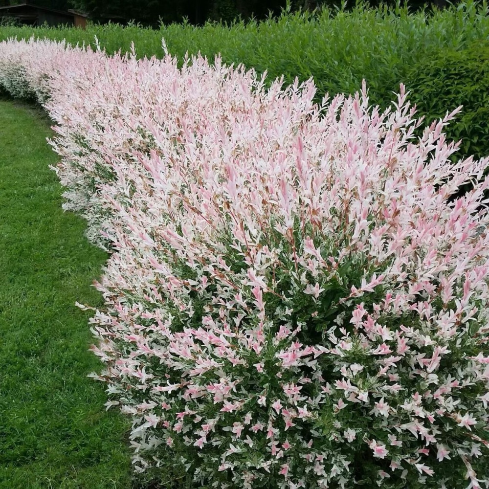 Ива цельнолистная "Хакуро-Нишики" (Salix integra "Hakuro nichiki")