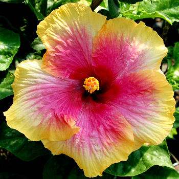 Гибискус китайский "Tutti Frutti" (Hibiscus rosa-sinensis "Tutti Frutti")