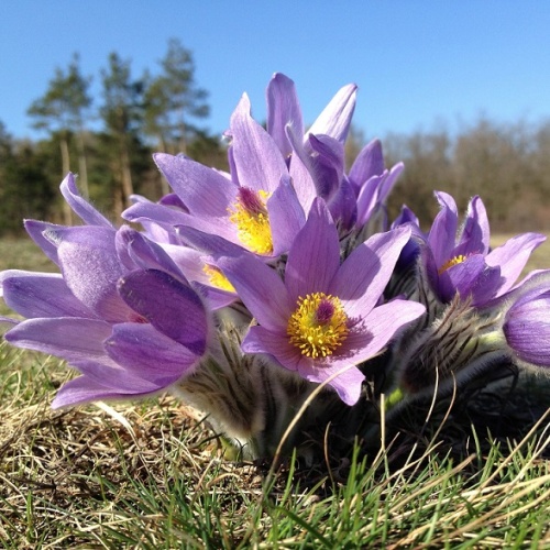 Прострел луговой (Pulsatilla pratensis)