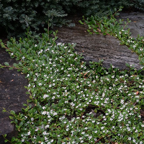 Кизильник гибридный "Корал Бьюти" (Cotoneaster suesicus "Coral Beauty")