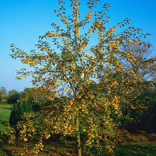 Яблоня райская "Голден Хорнет" (Malus "Golden Hornet")