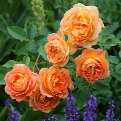 Роза английская "Леди оф Шалот" (Rosa English "Lady of Shalott"))