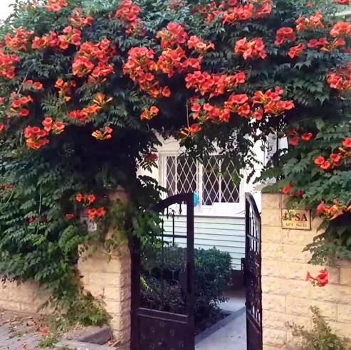 Кампсис укореняющийся "Фламенко" (Campsis radicans "Flamenko")