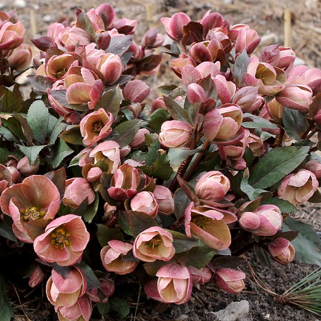 Морозник Эриксмита "Пинк Фрост" (Helleborus ericsmithii "Pink Frost")