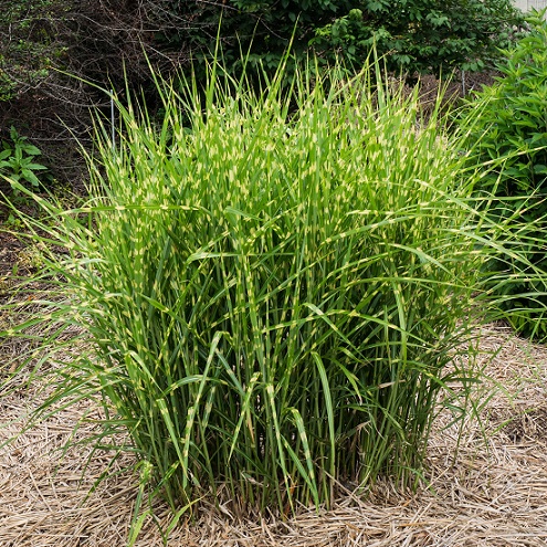 Мискантус китайский "Зебринус" (Miscanthus sinensis "Zebrinus")