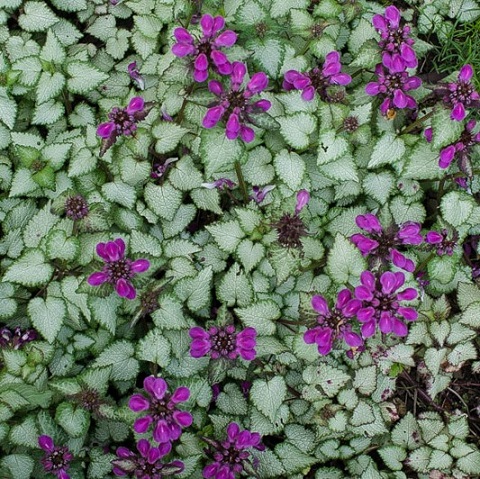 Яснотка крапчатая (Lamium maculatum)