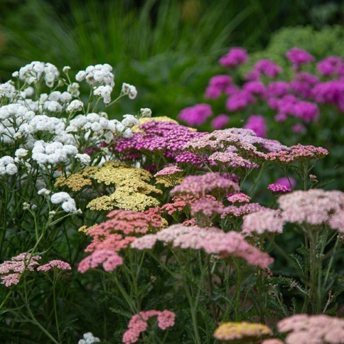 Тысячелистник сортовой (Achillea)
