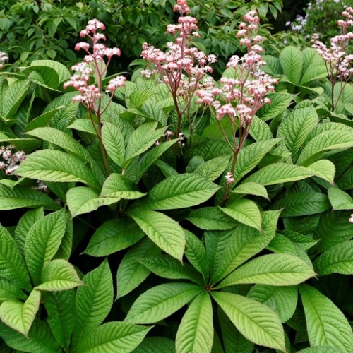 Роджерсия каштанолистная (Rodgersia aesculifolia)