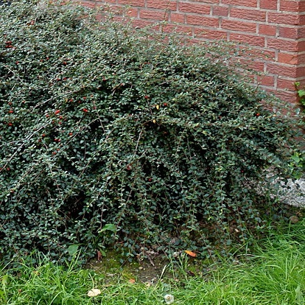 Кизильник Даммера (Cotoneaster dammeri)