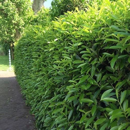 Лавровишня лекарственная "Кауказика" (Prunus laurocerasus "Caucasica")