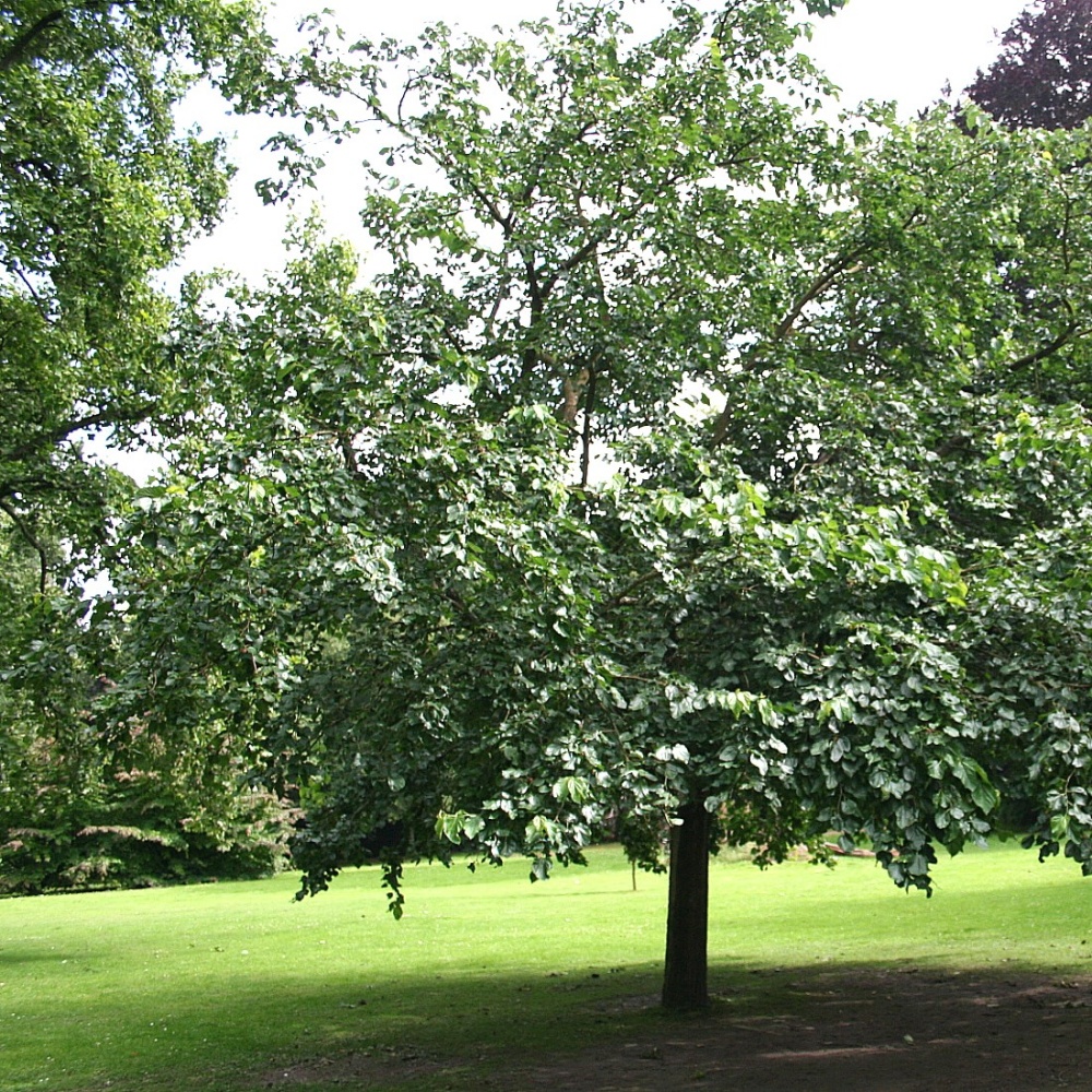 Шелковица белая (Morus alba)