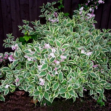 Вейгела цветущая "Нана вариегата" (Weigela florida "Nana variegata")