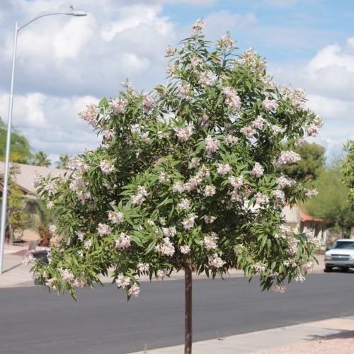 Читальпа (Хилокатальпа ташкентская) (Chitalpa tashkentis)