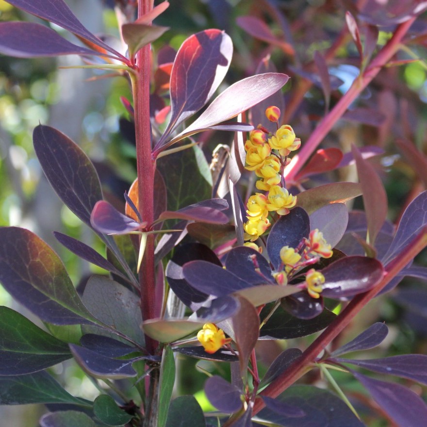 Барбарис средний "Ред Джевел" (Berberis media "Red Jewel")