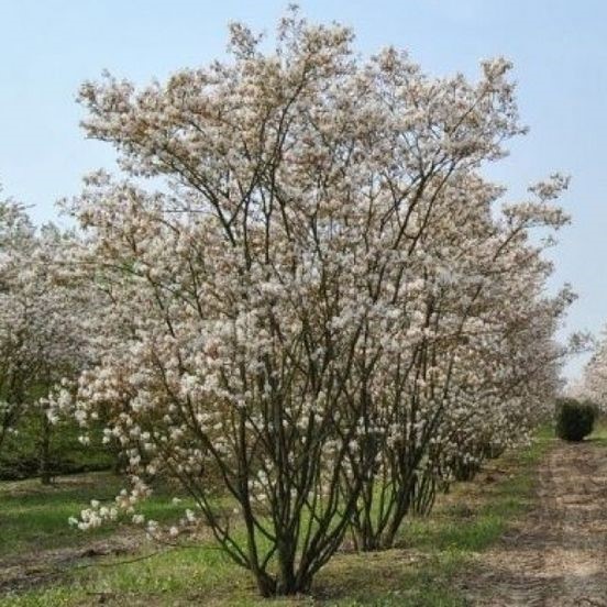 Ирга Ламарка (Amelanchier lamarckii)