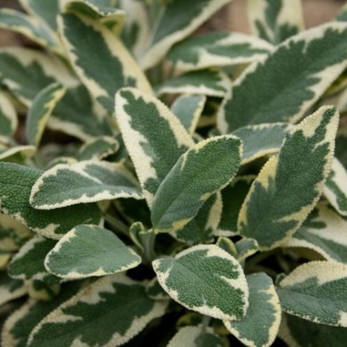 Шалфей лекарственный вариегата (Salvia officinalis Variegata)