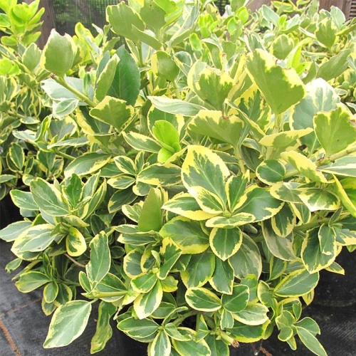 Бересклет Форчуна "Канадейл Голд" (Euonymus fortunei "Canadale Gold")