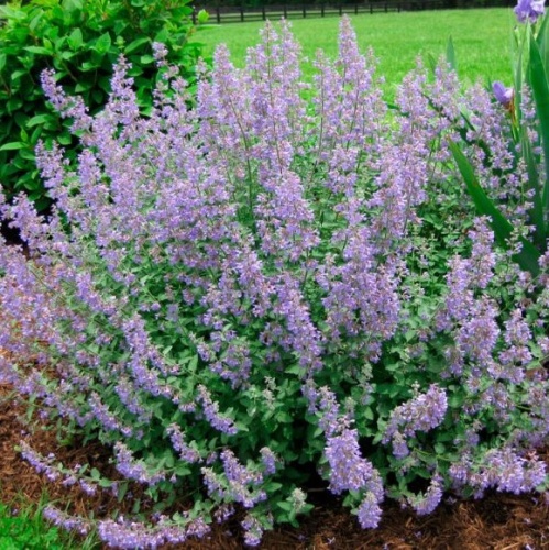 Котовник (Nepeta)