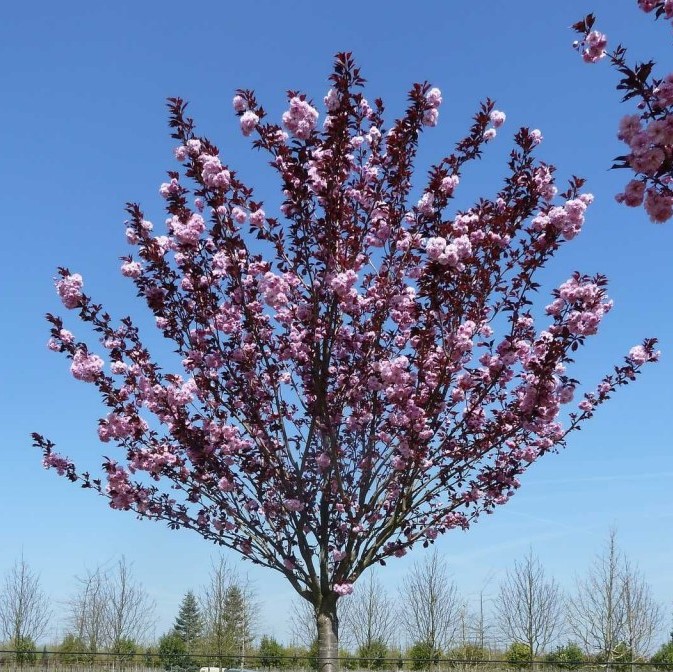 Черемуха мелкопильчатая "Роял Бургунди" (Prunus serrulata "Royal Burgundy")
