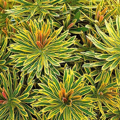 Молочай мартина "Аскот Рейнбоу" (Euphorbia Martinii "Ascot Raindow")