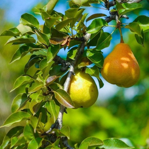 Груша (5-6 лет) (Pyrus)