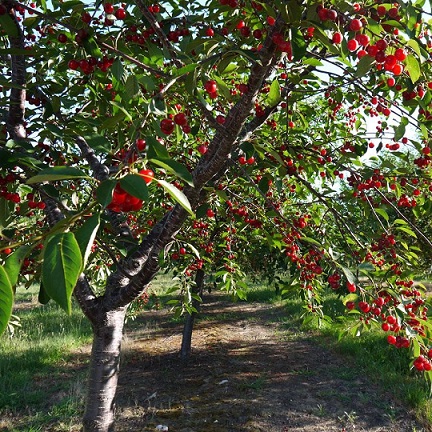 Черешня (Prunus)