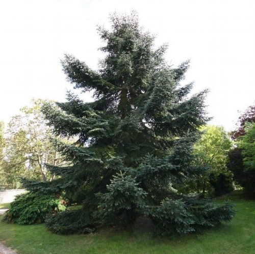 Пихта нумидийская (Abies numidica)