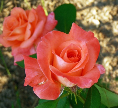 Роза чайно-гибридная (Rosa)