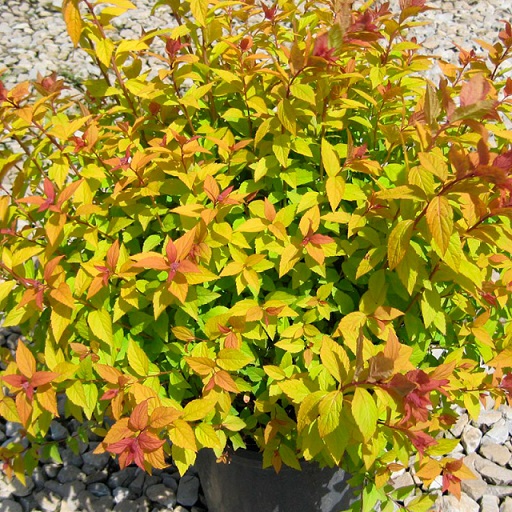 Спирея японская "Файерлайт" (Spiraea japonica "Firelight")