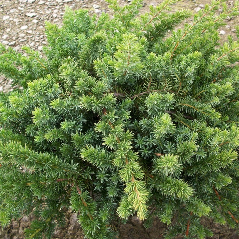 Можжевельник прибрежный "Блу Пасифик" (Juniperus conferta "Blue Pacific")