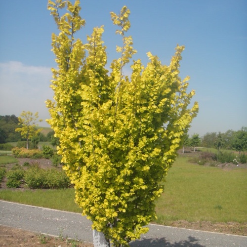 Вяз голландский "Вредей" (Ulmus Hollandica "Wredei")