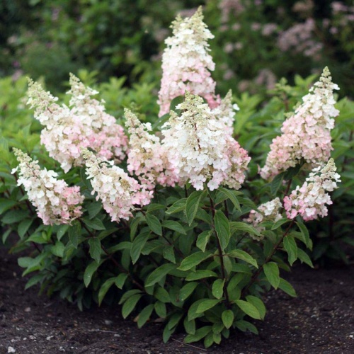 Гортензия метельчатая "Кэндллайт" (Hydrangea paniculata "Candlelight")