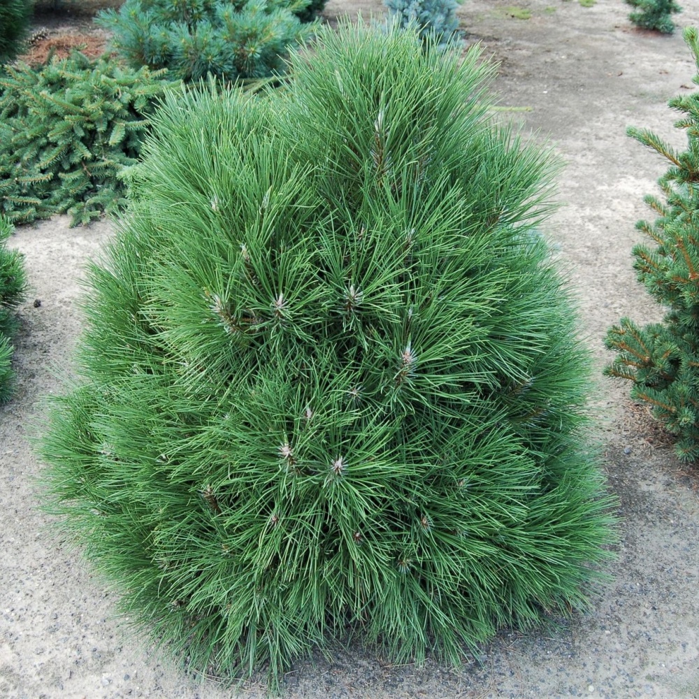 Сосна черная "Спилберг" (Pinus nigra "Spielberg")