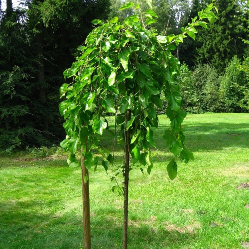 Шелковица белая "Нана Иссаи" (Morus alba "Nana Issai")