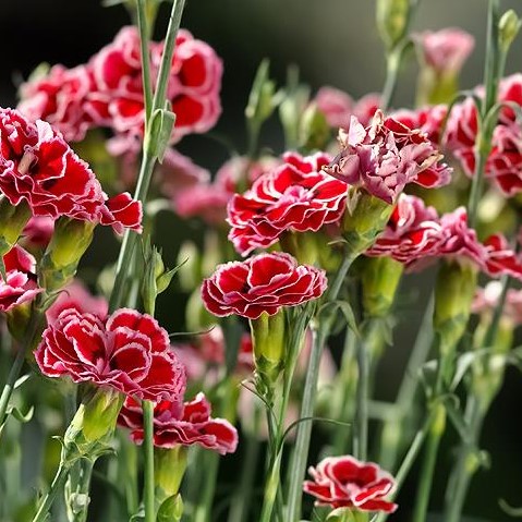 Гвоздика в ассортименте (Diánthus)
