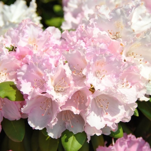 Рододендрон якушиманский "Сильберволк" (Rhododendron yakushimanum "Silberwolke")