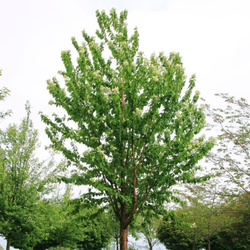 Черемуха Маака "Амбер Бьюти" (Prunus maackii "Amber Beauty")
