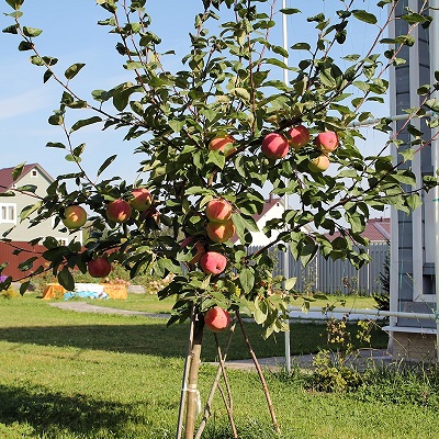 Яблоня (3-5 лет) (Malus)