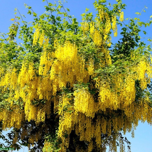 Бобовник анагировидный (Laburnum anagyroides)