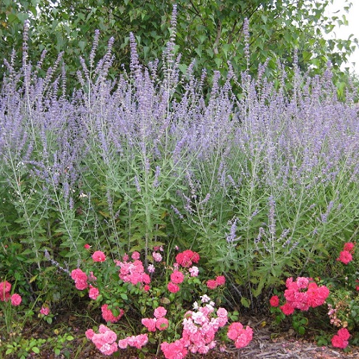 Перовския лебедолистная "Сильвер Блю" (Perovskia atriplicifolia "Silvery Blue")