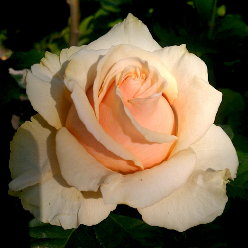 Роза чайно-гибридная "Азафран" (Rosa Hybrid Tea "Azafran")