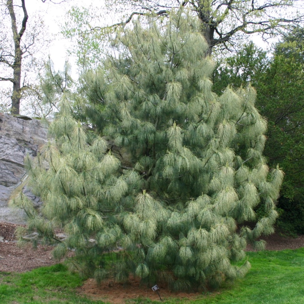 Сосна гималайская (Pinus walliciana)