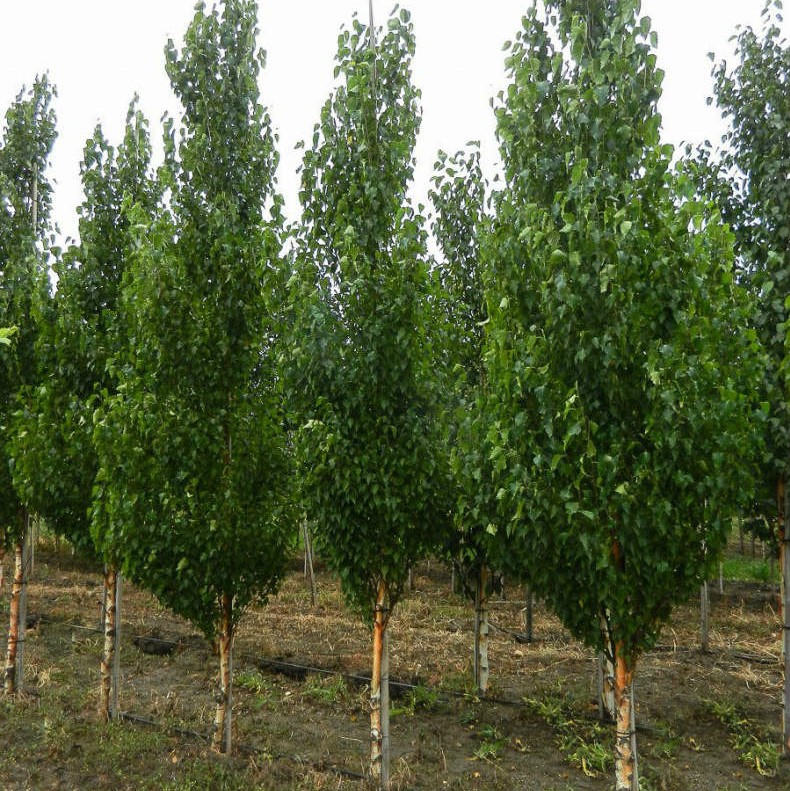 Береза повислая "Фастигиата" (Betula pendula "Fastigiata")