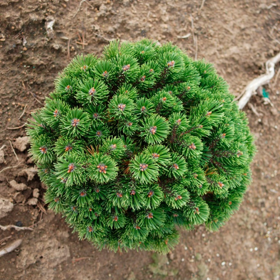 Сосна горная "Шервуд Компакт" (Pinus mugo "Sherwood Compact")