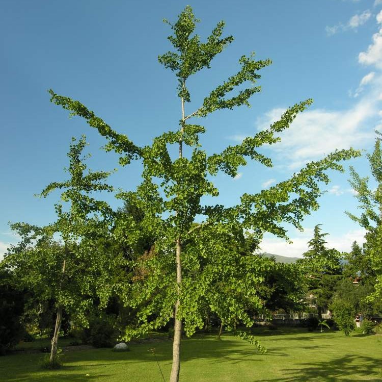 Гинкго двулопастный (Ginkgo bilōba)