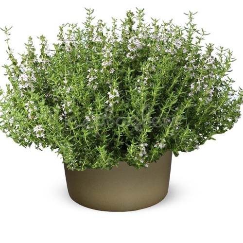 Тимьян обыкновенный (Thymus vulgaris)