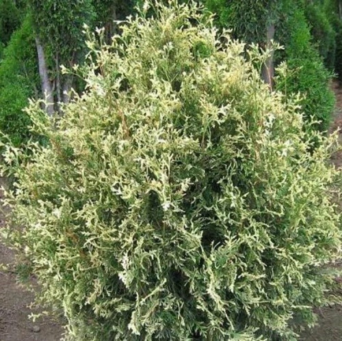 Туя западная "Смарагд Вариегата" (Thuja occidentalis "Smaragd Variegata")