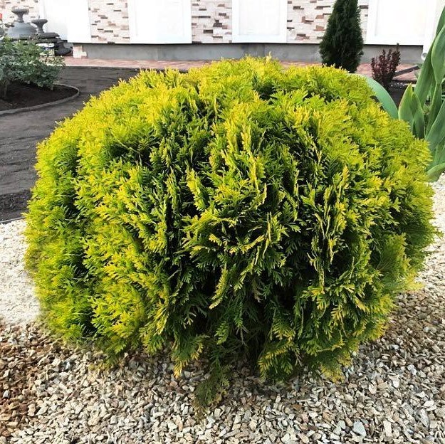 Туя западная "Мириам" (Thuja occidentalis "Mirjam")