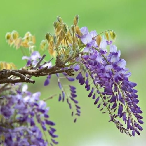 Глициния короткокистистая "Окаяма" (Wisteria brachybotrys 'Okayama' )